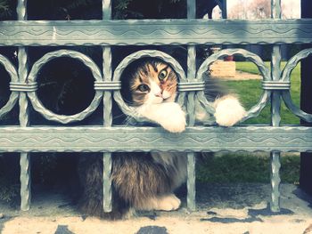 Portrait of an animal by fence