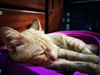 Close-up of cat sleeping on bed