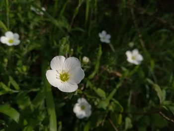 Close-up of white flowering plant on field