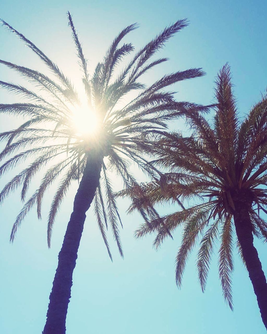 low angle view, palm tree, tree, sky, clear sky, silhouette, outdoors, no people, nature, sun, growth, beauty in nature, scenics, day