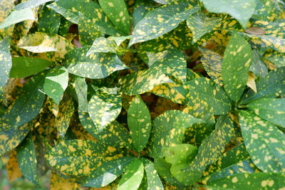 Full frame shot of leaves on plant