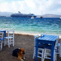 Dog on beach against sky