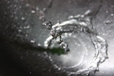 Close-up of turtle in water