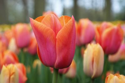 Close-up of red tulips