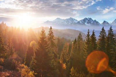 Majestic landscape with forest at spring time. scenery background.