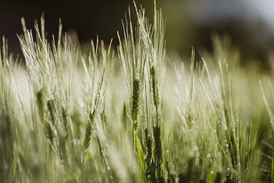 Close-up of stalks in field