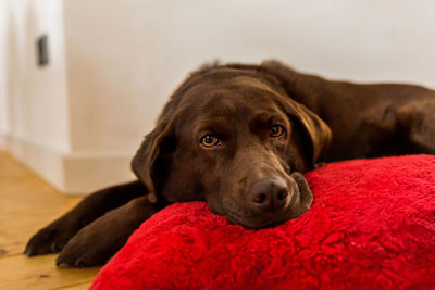 Close-up portrait of a dog