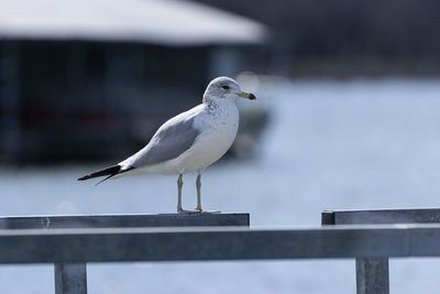 Close-up of seagull perching on railing against wall
