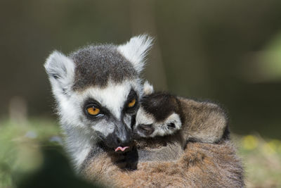 Portrait of lemure and his sweet  baby