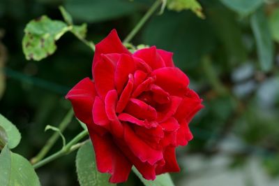 Close-up of red rose blooming outdoors