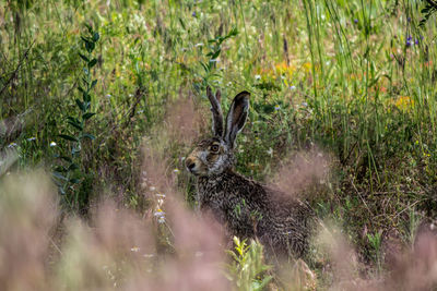 Rabbit on land