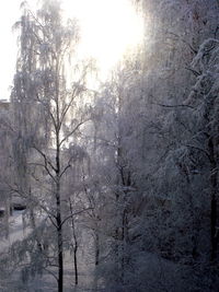 Snow covered trees in forest against sky