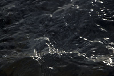 Reflection of trees in water