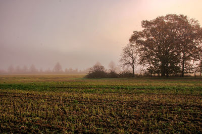 Scenic view of field against sky during foggy weather