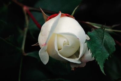 Close-up of white rose