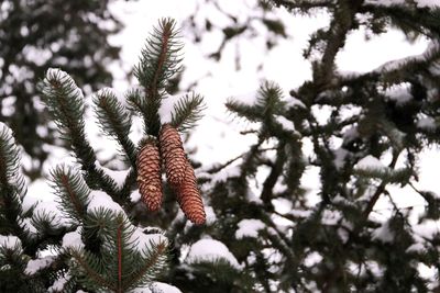 Low angle view of snow on tree during winter