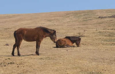 Horses on a field