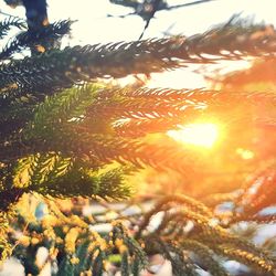 Close-up of pine tree during sunset