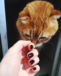 Close-up of hand holding cat