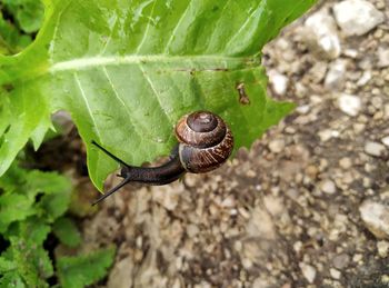 Close-up of snail on leaf