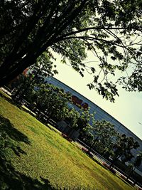 tree
