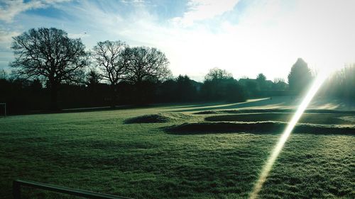 Sun shining through trees on grassy field