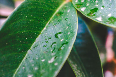 Close-up of raindrops on leaves