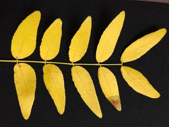 Close-up of yellow flower