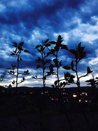 Silhouette of palm trees against cloudy sky