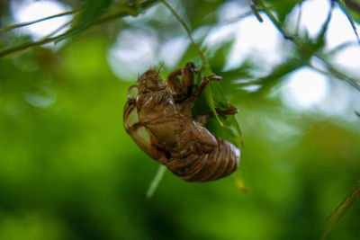 Close-up of insect on leaf