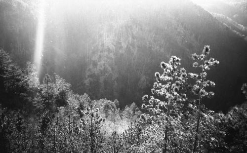 Scenic view of forest