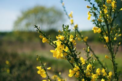 Close-up of yellow flowering plants on field