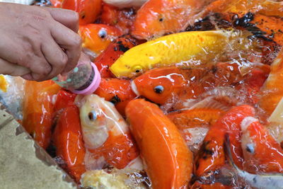 Cropped image of hand feeding fishes