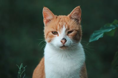 Close-up portrait of a cat