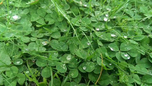 Full frame of water drops on leaves