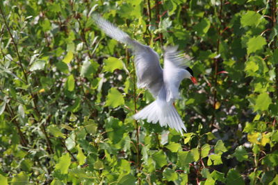 Close-up of bird flying against tree