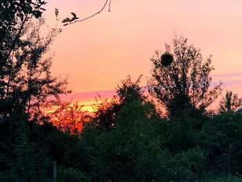 Silhouette trees on field against sky at sunset