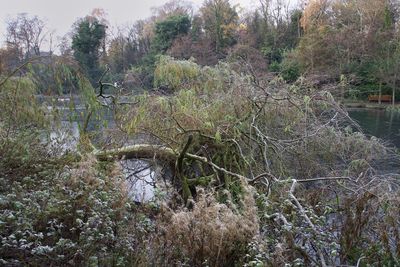 Plants growing on land by lake in forest