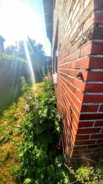 Plants growing in city against sky