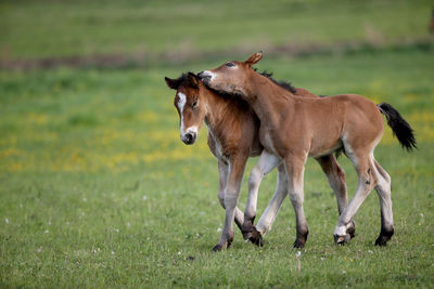 Horses in a field