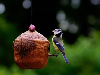 Close-up of bird by nest