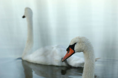 Close-up of swan swimming in lake