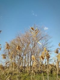 Low angle view of trees against clear blue sky