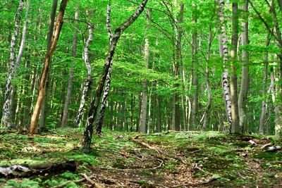 Trees growing in forest