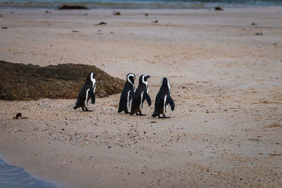 African penguins at seaforth beach colony in cape town, south africa