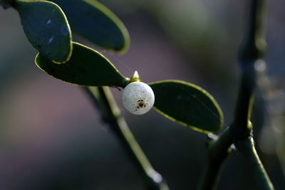 Close-up of bud