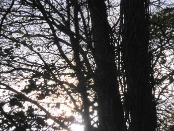 Low angle view of trees in forest against sky