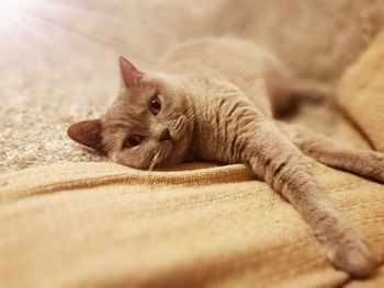 Close-up portrait of cat lying on bed