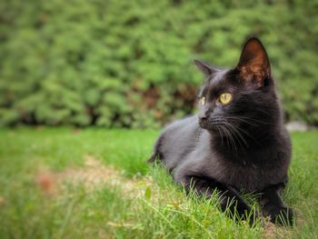 Close-up of cat sitting on field