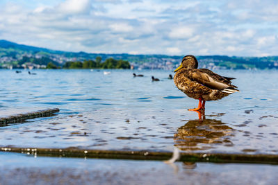 View of a bird drinking water